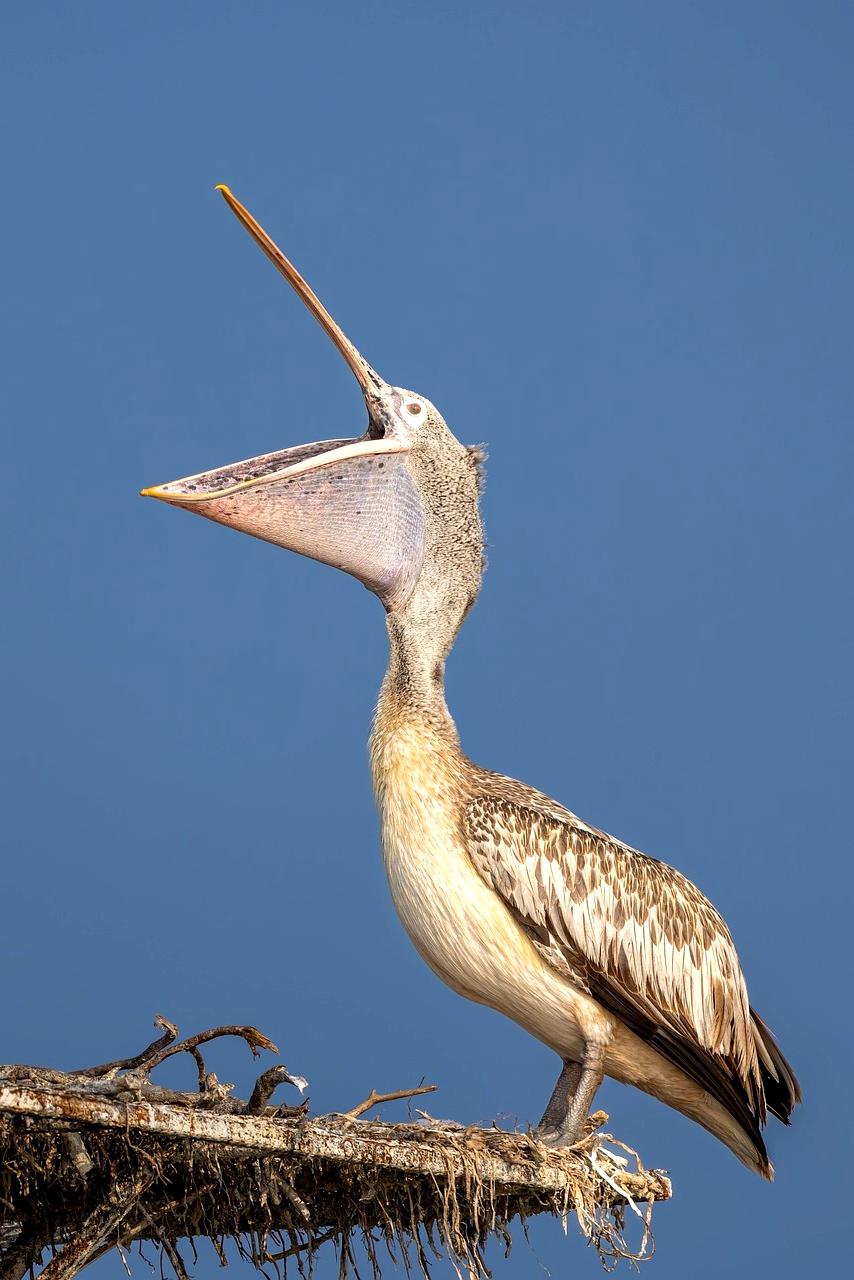 Flexible billing cycle icon